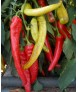 СЕМАРОГ
